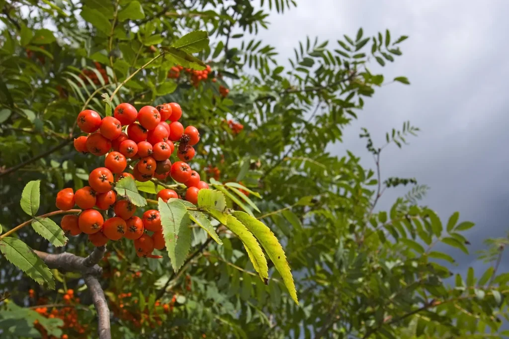 Eberesche (Sorbus aucuparia) – winterharter Zierbaum, im 7,5-L-Container, Höhe ca. 80–100 cm