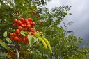 Eberesche (Sorbus aucuparia) – winterharter Zierbaum, im 7,5-L-Container, Höhe ca. 80–100 cm