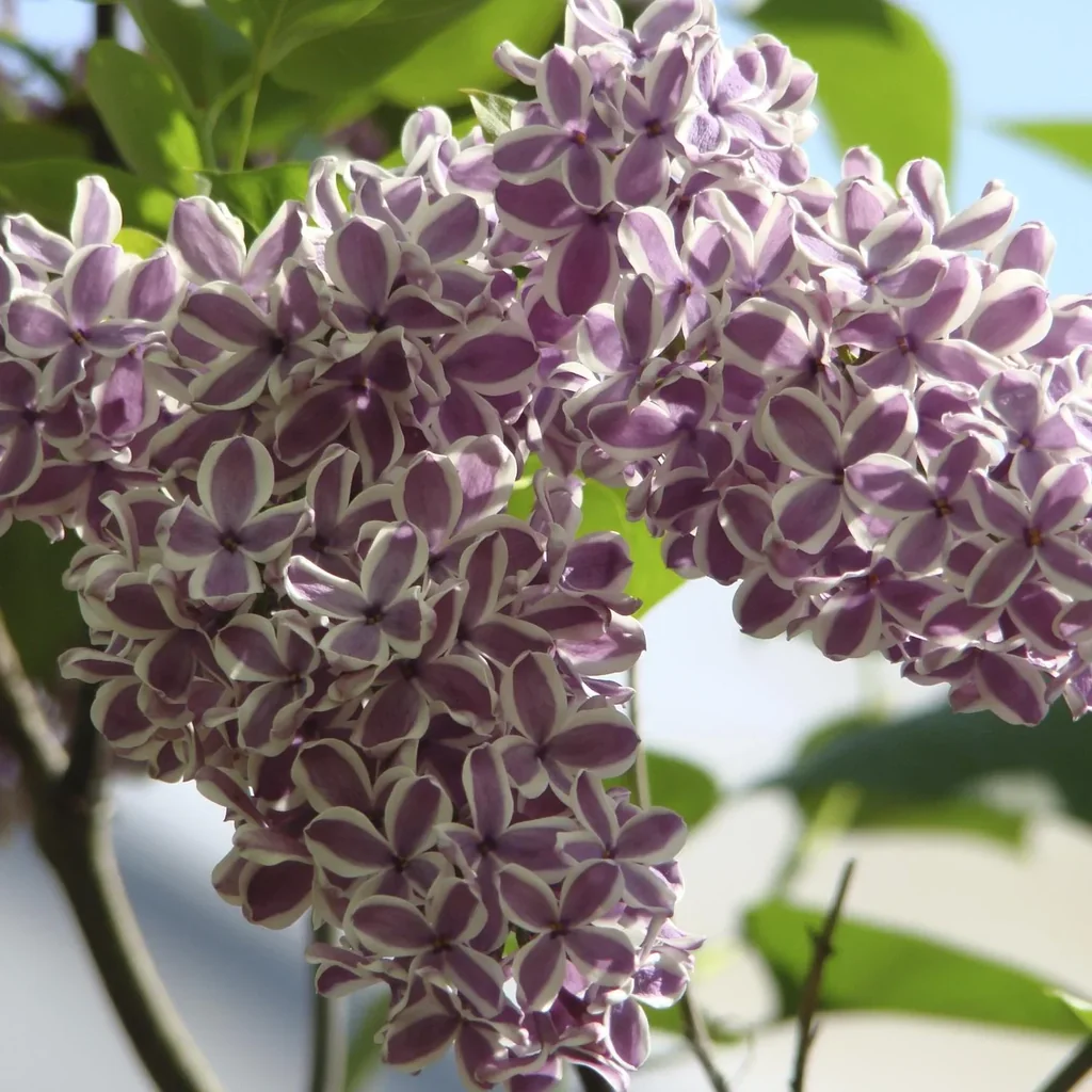 Edelflieder 'Sensation' (Syringa vulgaris) – winterharter Blütenstrauch, im 12-L-Container, Höhe ca. 80–100 cm