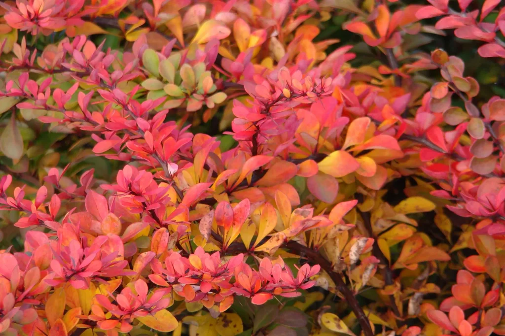 Berberitze 'Atropurpurea' (Berberis thunbergii) – winterharter Zierstrauch, im 7,5-L-Container, Höhe ca. 60–80 cm