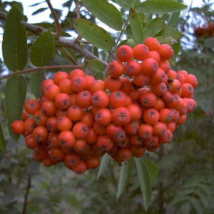 Essbare-Mährische Eberesche "Edulis", 7,5L-Container