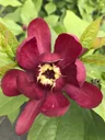 Gewürzstrauch Aphrodite - Calycanthus raulstonii - 7.5 L 60-80 cm