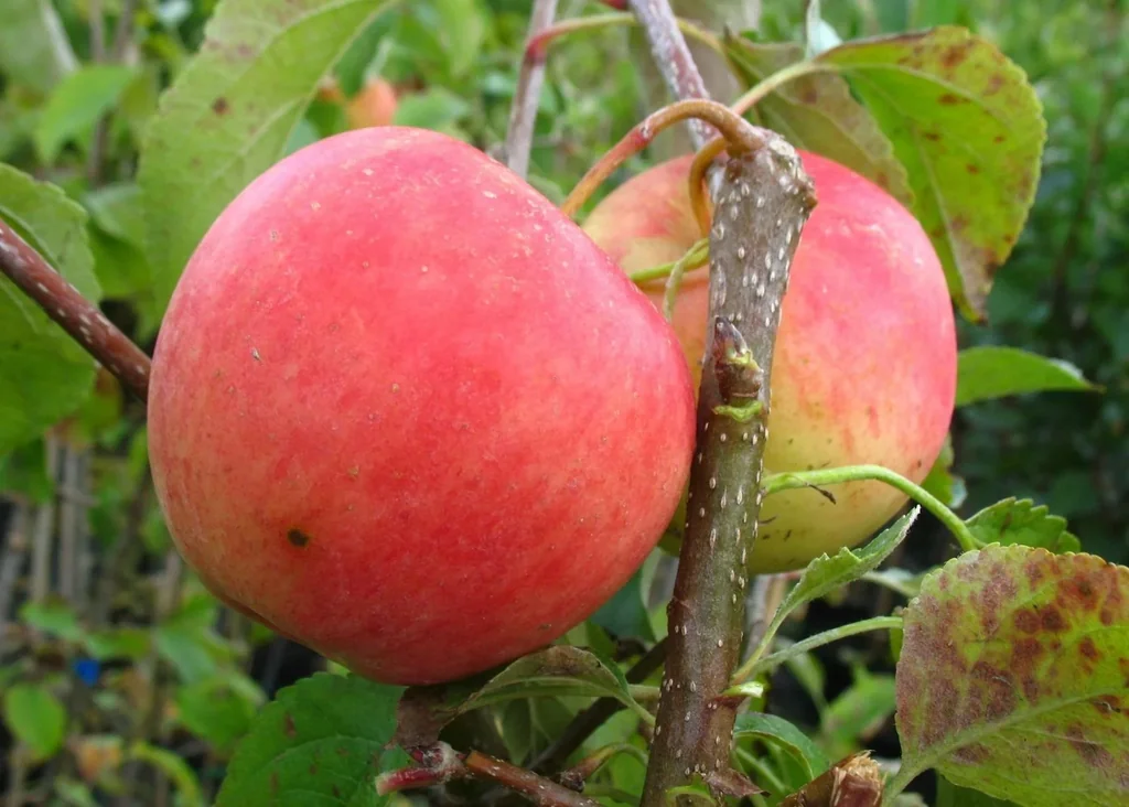 Apfel "Pinova" Halbstamm, im 10L-Container