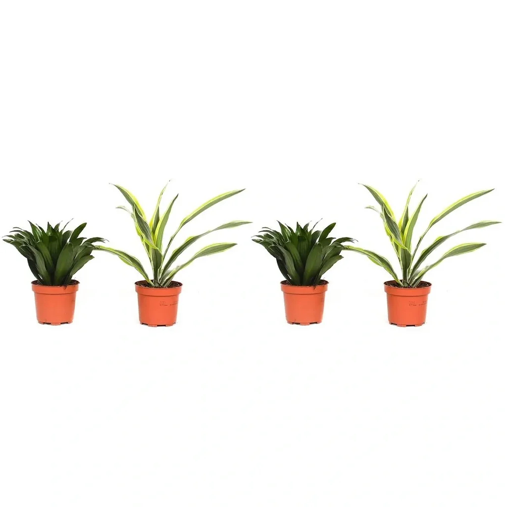 Blühender Drachenbaum - Dracaena - 4 Stück - 25 -35 Cm (2x Dracaena 'Lemon Lime' & 2x Dracaena 'Compacta')