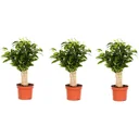 Birkenfeige 'Natasja' 3er-Set (Ficus benjamina) – pflegeleichte Zimmerpflanze, Höhe ca. 35–40 cm
