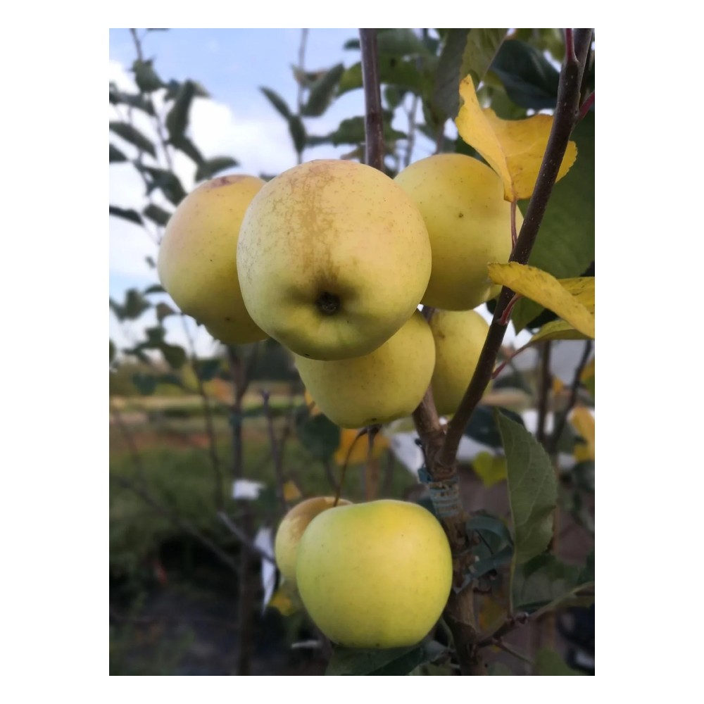 Apfel "Golden Delicious" Busch, im 10L-Container