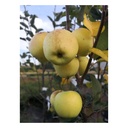 Apfel "Golden Delicious" Busch, im 10L-Container