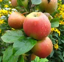 Apfel "Goldparmäne" Spindelbusch, im 5L-Container