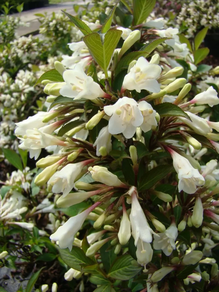 Zwergweigelie 'Black and White' (Weigela) – winterharter Blütenstrauch, 7,5-L-Topf, Höhe ca. 30 cm