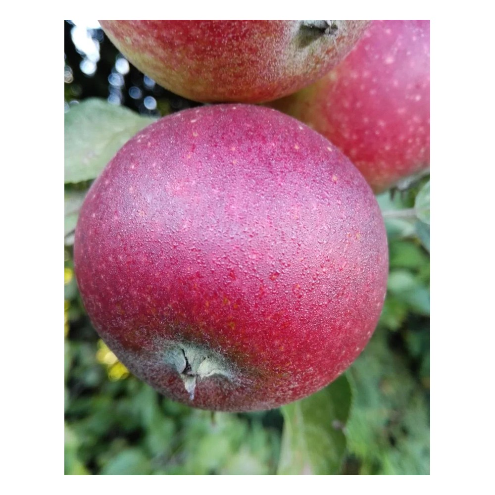 Apfel "Ingrid Marie" Busch im 10L-Container