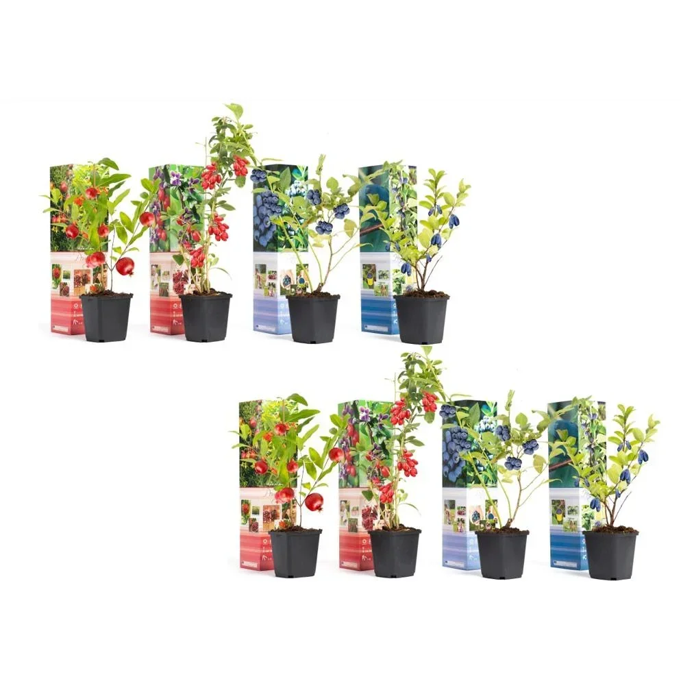 Bloem-up Vitamin-Pflanzen-Mix - 8 Stück ( 2x Goji-Beere, Honig-Beere, Blau-Beere & Granatapfel)