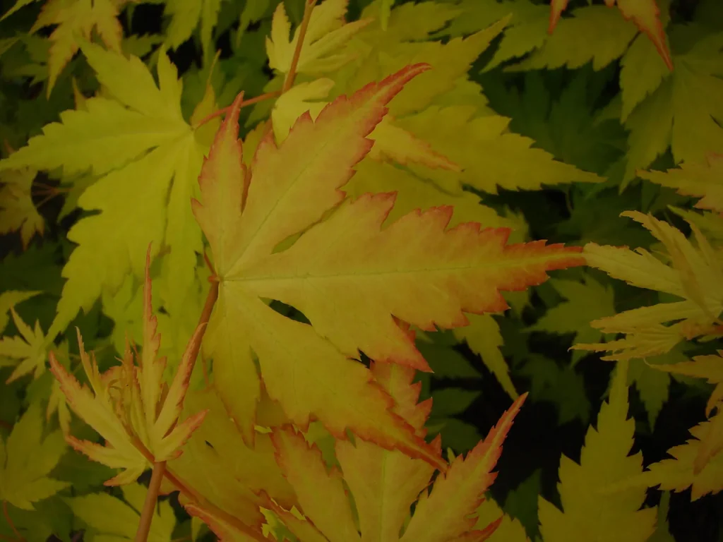 Fächerahorn 'Orange Dream' (Acer palmatum) – winterharter Zierstrauch, im 4-L-Container, Höhe ca. 40–60 cm