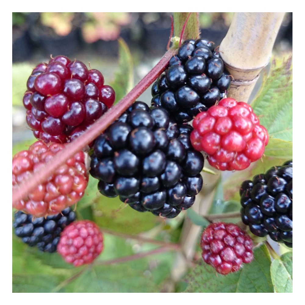 Brombeere "Loch Ness", 3,5L-Container