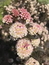 Fasanenspiere 'Tiny Wine' (Physocarpus opulifolius) – winterharter Zierstrauch, im 7,5-L-Container, Höhe ca. 60–80 cm