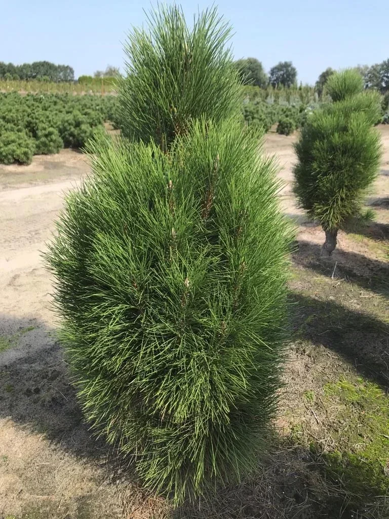 Schwarzkiefer 'Green Tower' (Pinus nigra) – winterharter Nadelbaum, Solitär mit Ballen, Höhe ca. 125–150 cm