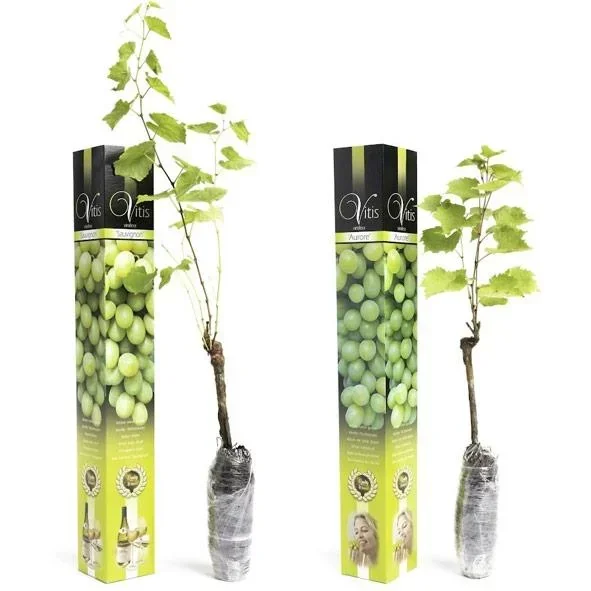 Flower-up Grapevines - 2 Stück - Weißes Weinreben-Set (1x Weiß 'Aurore', 1x Weiß 'Sauvignon')
