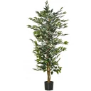 Kirschlorbeer 'Caucasica' 10er-Set (Prunus laurocerasus) – winterharter immergrüner Strauch, für 5 m Hecke, im 7-L-Container, Höhe ca. 60–80 cm