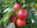Säulenapfel 'Jarle' (Malus domestica) – winterharter Obstbaum, im 7,5-L-Container