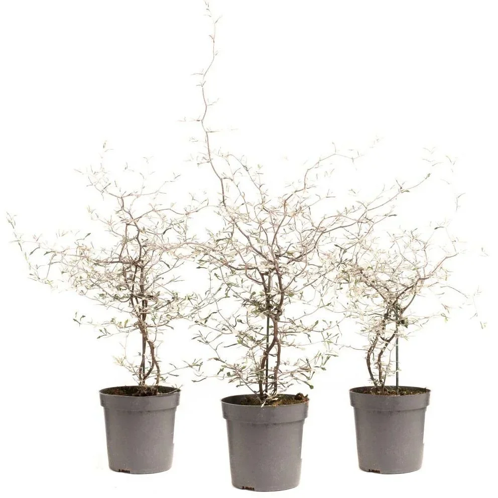 Flower-up Zigzag Strauch - Corokia Cotoeaster - Hardy - 30-40 Cm - 3 Stück