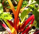 Rhabarber 'Holsteiner Blut' (Rheum rhabarbarum) – winterharte Staude, im 3,5-L-Container