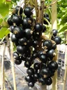 Johannisbeere schwarz "Titania" Busch, im 3,5L-Container
