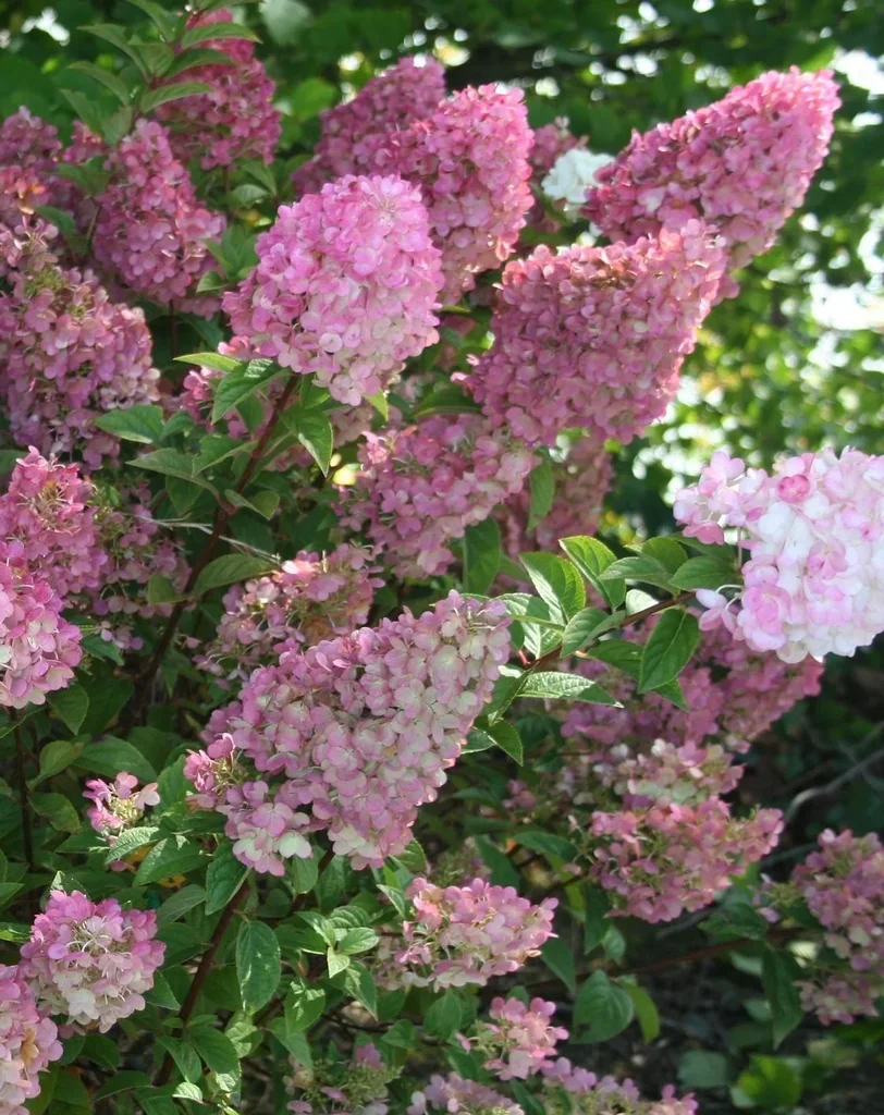 Rispenhortensie 'Sundae Fraise' 2er-Set (Hydrangea paniculata) – winterharter Blütenstrauch, im 4,6-L-Container