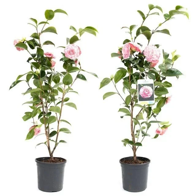 Aufblühende Kamelie XL Strauch 'Japanische Rose' - 2 Stück