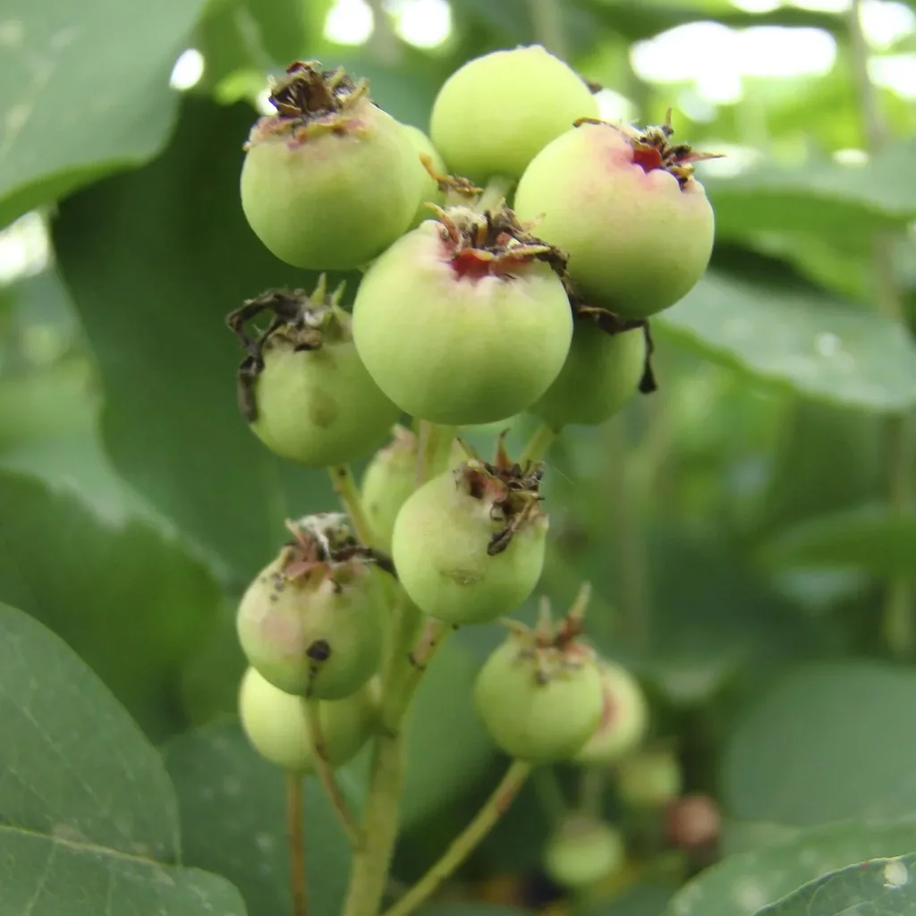 Felsenbirne 'Smoky' (Amelanchier alnifolia) – winterharter Wildobststrauch, im 7-L-Container, Höhe ca. 60–80 cm