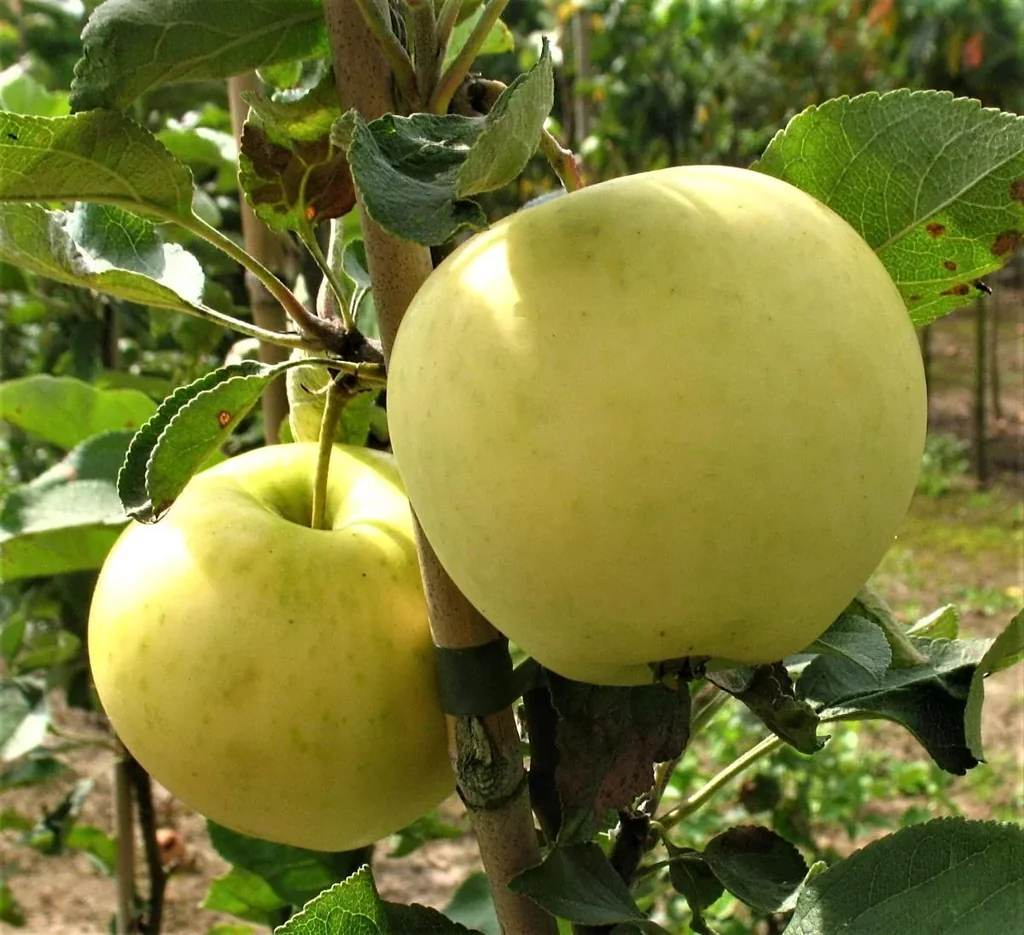 Apfel "Weißer Klarapfel" Spindelbusch, im 5L-Conatiner