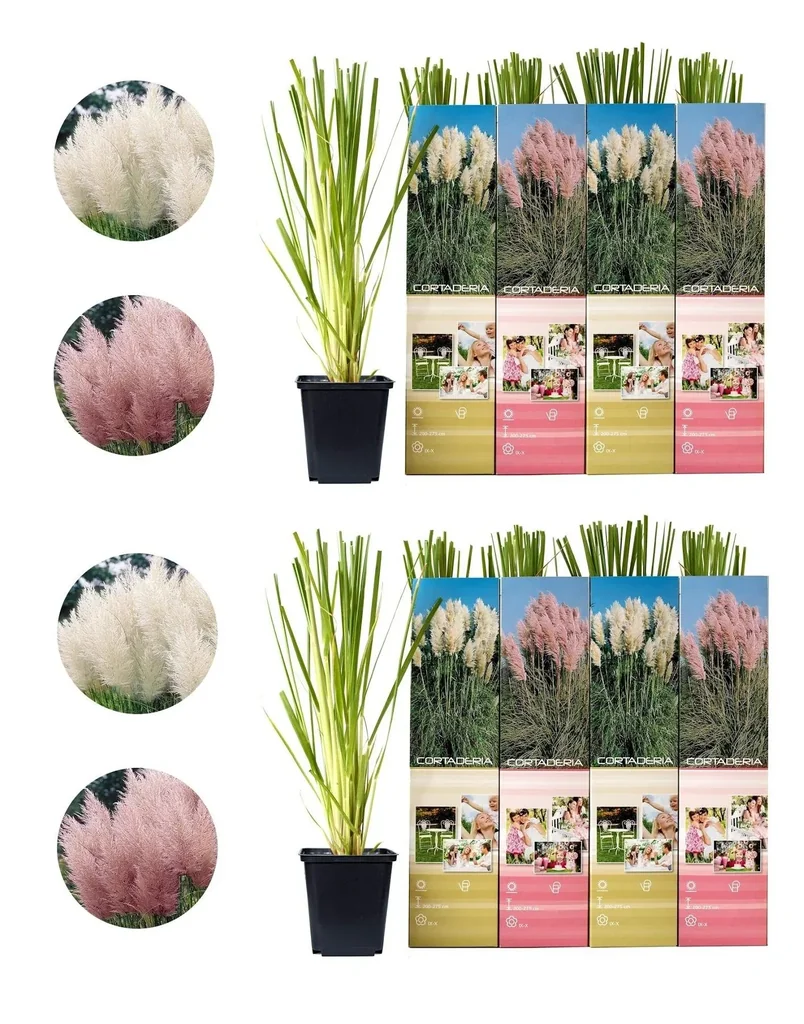 Pampasgras 8er-Set (Cortaderia selloana) – winterhartes Ziergras, Höhe ca. 30–40 cm
