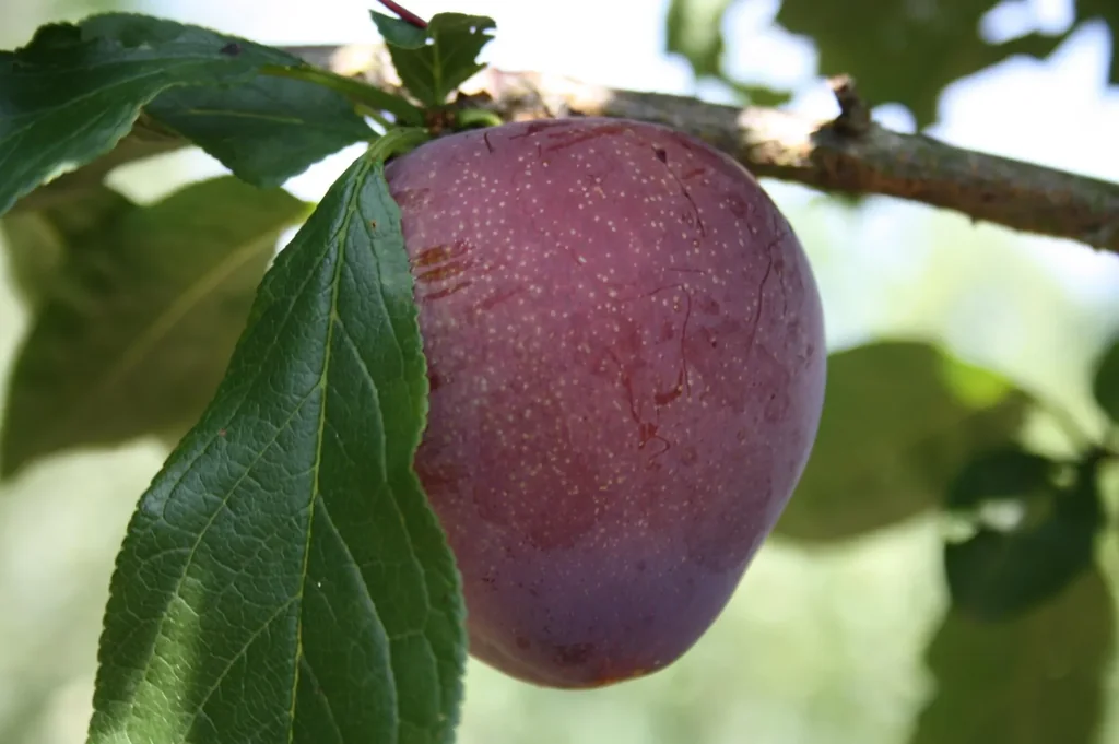 Japanische Pflaume 'Santa Rosa' (Prunus salicina) – winterharter Obstbaum, als Busch, im 10-L-Container