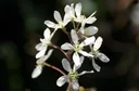 Kupferfelsenbirne Amelanchier lamarckii - 7.5 L Topf 80-100 cm