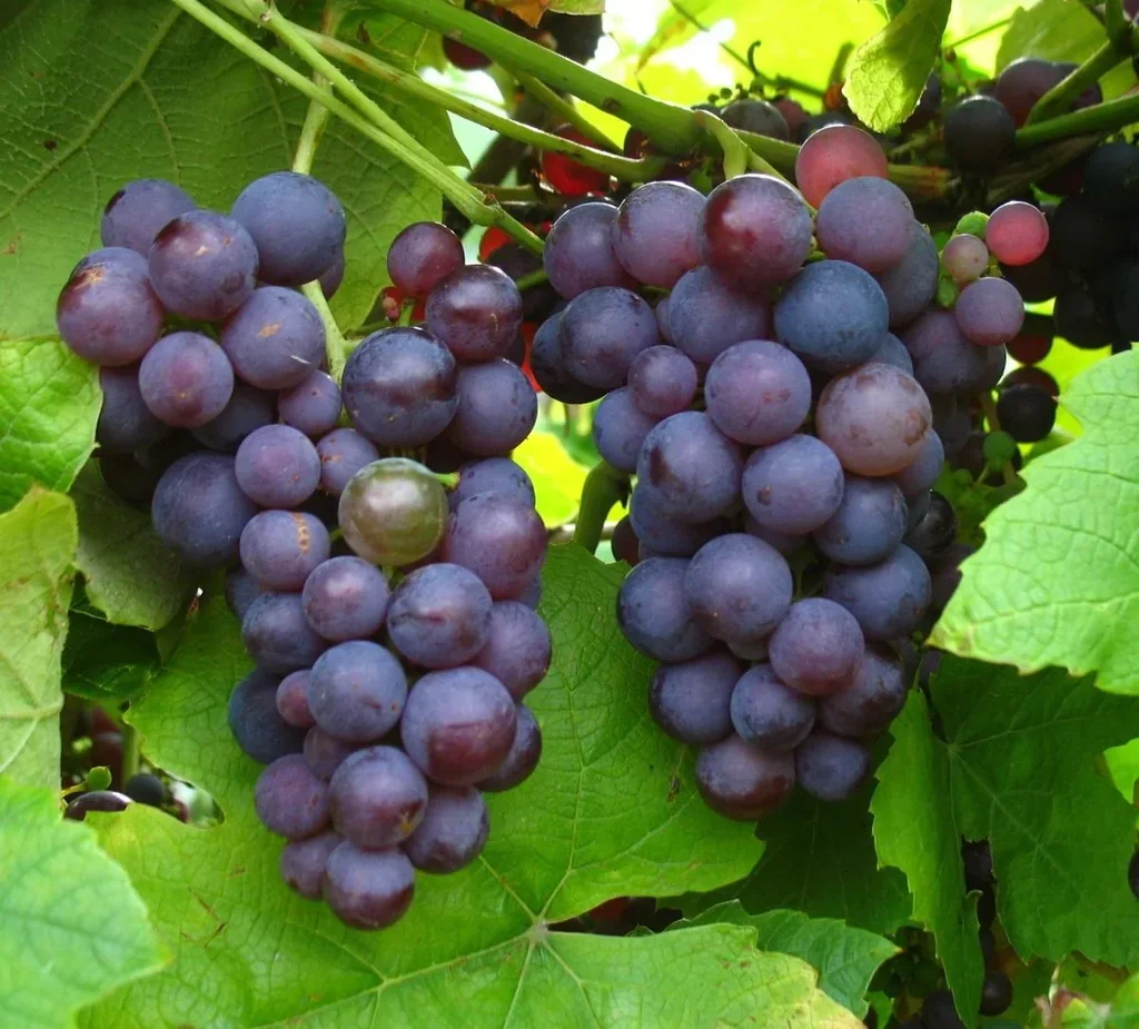 Weinrebe "Vanessa", 5L-Container, große rosa Beeren