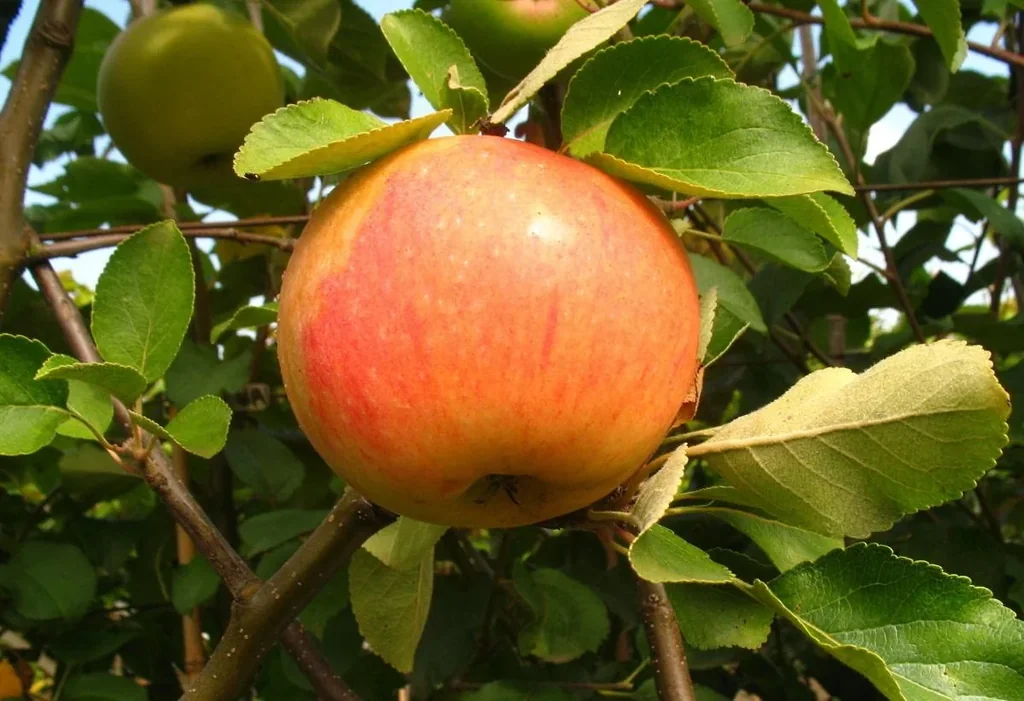 Apfel "James Grieve" Spindelbusch, im 5L-Container