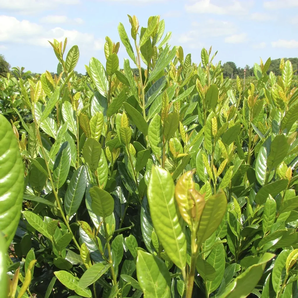 Kirschlorbeer 'Diana' (Prunus laurocerasus) – winterharter immergrüner Strauch, im 7-L-Container, Höhe ca. 60–80 cm