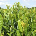 Kirschlorbeer 'Diana' (Prunus laurocerasus) – winterharter immergrüner Strauch, im 7-L-Container, Höhe ca. 60–80 cm