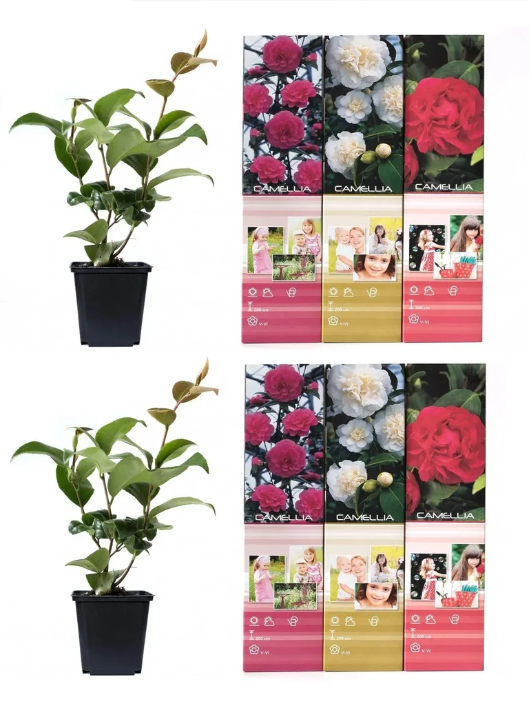 Aufblühendes Set aus 6 Kamelien 30-40 cm