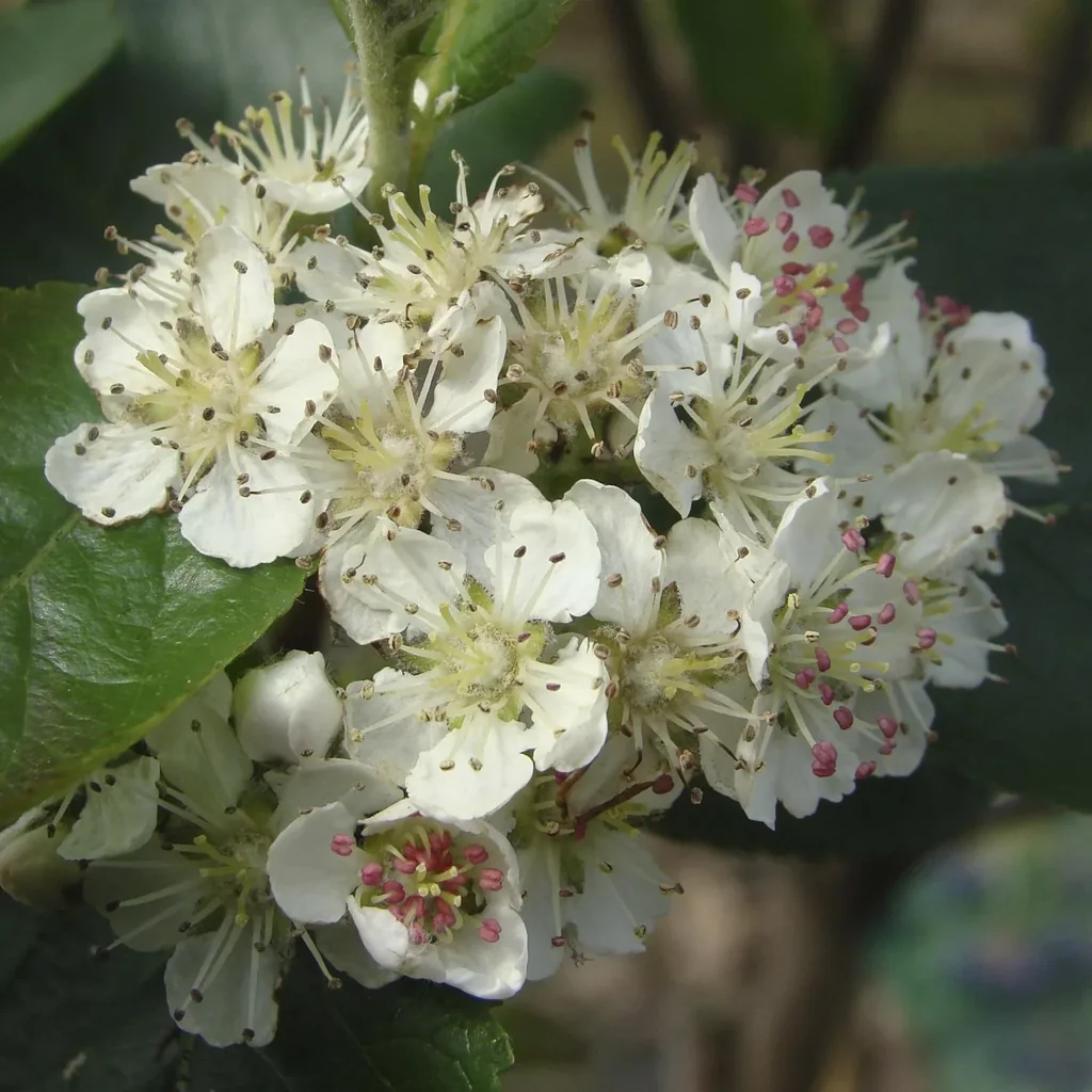 Apfelbeere Aronia melanocarpa - 12 L Topf 80-100 cm