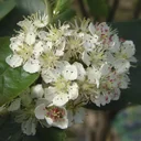 Apfelbeere (Aronia melanocarpa) – winterharter Beerenstrauch, im 12-L-Container, Höhe ca. 80–100 cm