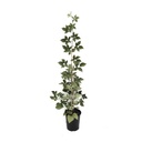 Brombeere "Asterina", 3,5L-Container