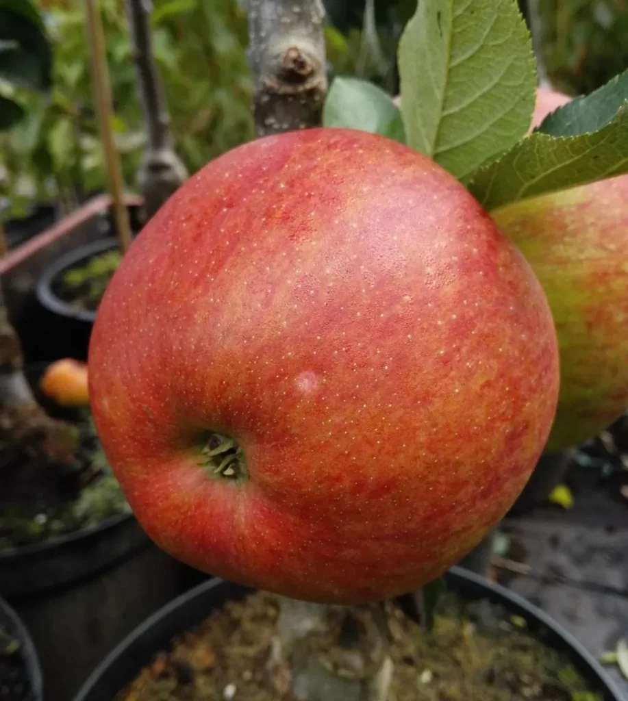 Säulenapfel "Rondo", 7,5L-Container, fest, knackig und sehr saftig, säuerlich-süßer Geschmack