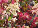 Rispenhortensie "Pinky Winky", Hydrangea paniculata, 4,6 Liter Topf, 40- 60 cm hoch, 2er-Set