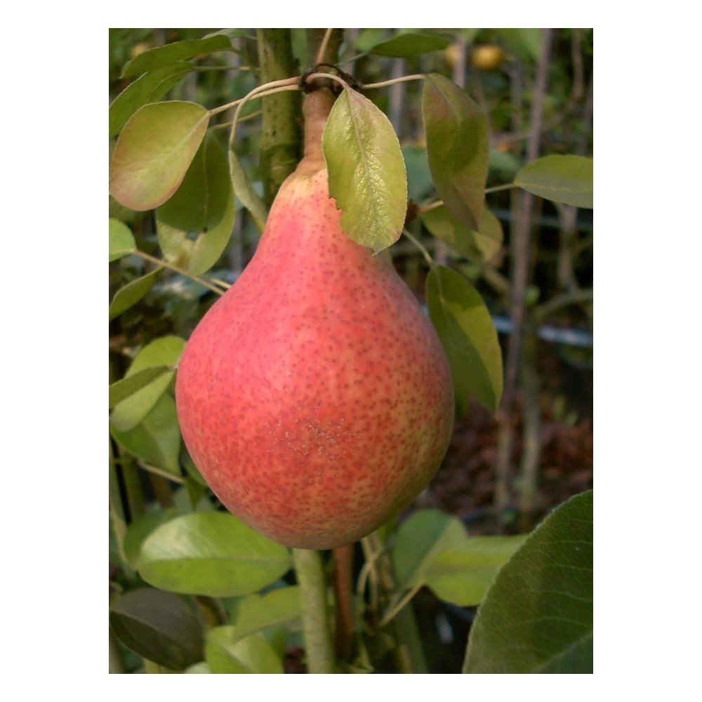 Birne "Clapps Liebling" Busch, im 10L-Container, saftiges, schmelzendes Fruchtfleisch, süßer Geschmack