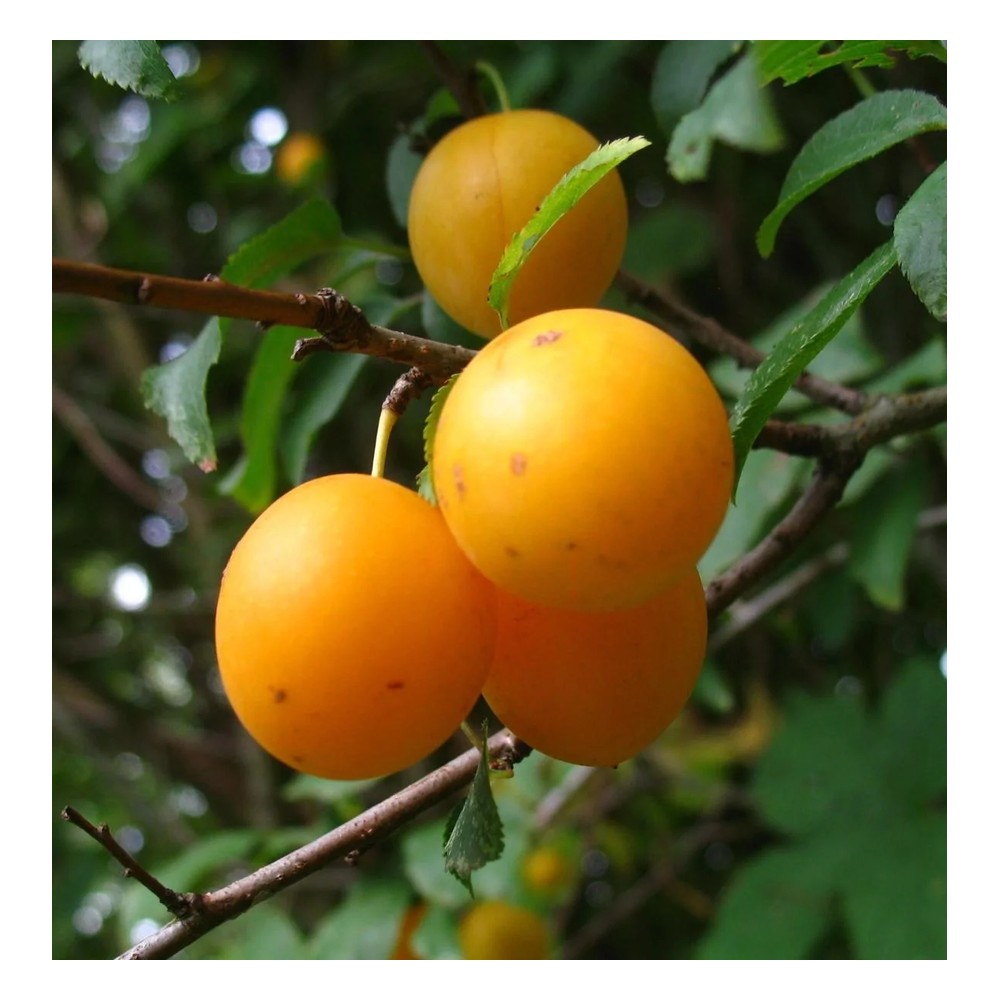 Mirabelle "Mirabelle v. Pillnitz" Busch, im 10L-Container, süß und aromatisch