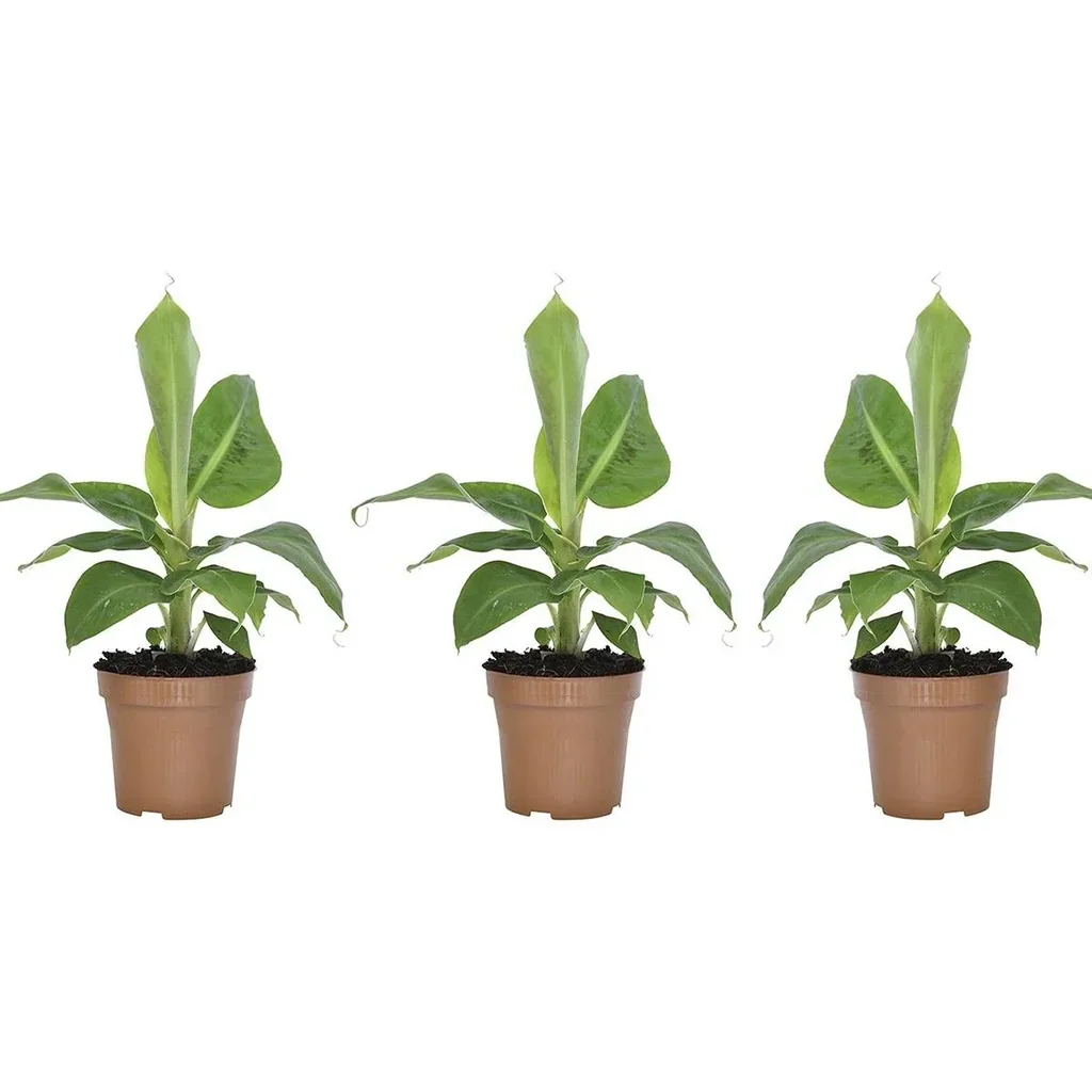 Bananenpflanze 'Oriental Dwarf' 3er-Set (Musa) – pflegeleichte Zimmerpflanze, Höhe ca. 25–38 cm