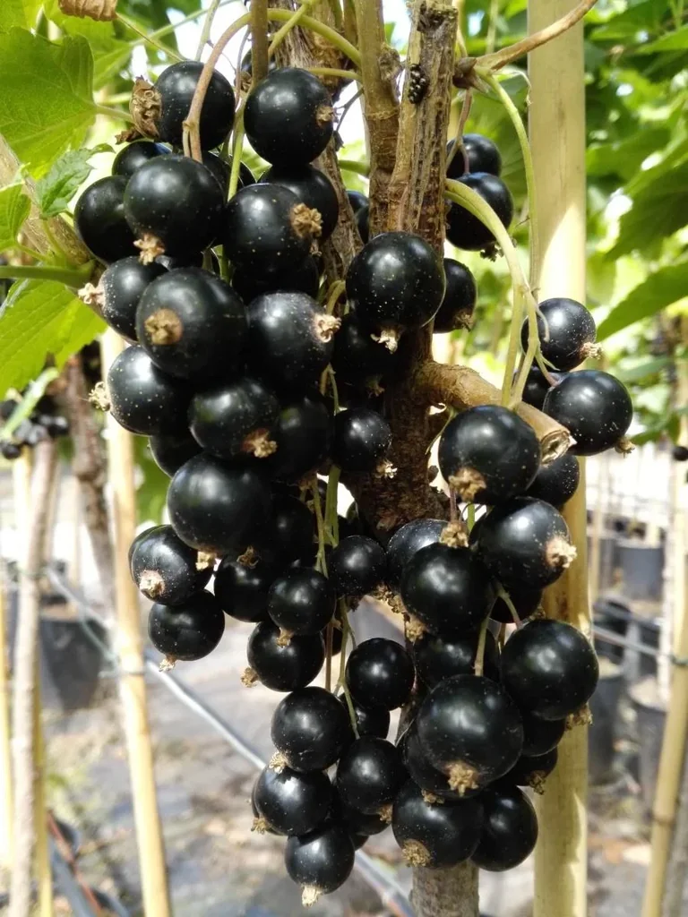 Johannisbeere schwarz "Titania" Hochstamm, im 4L-Container