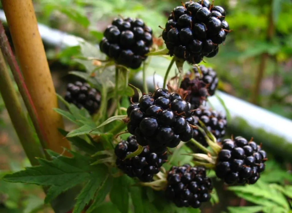 Brombeere "Triple Crown", 3,5L-Container