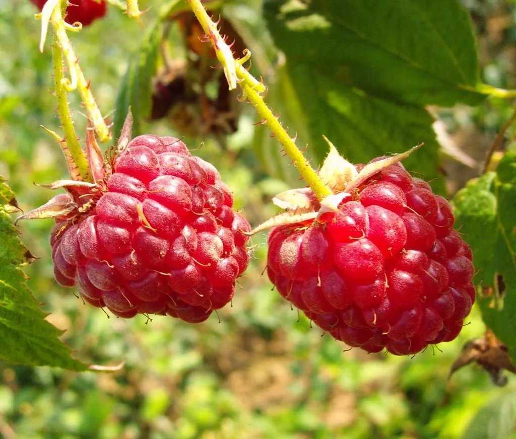Himbeere 'Autumn First' (Rubus idaeus) – winterharte Beerenobst-Pflanze, im 3,5-L-Container