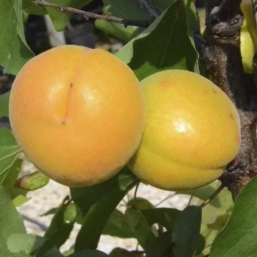Aprikose 'Harlayne' (Prunus armeniaca) – winterharter Obstbaum, als Halbstamm, im 10-L-Container