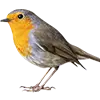 Wildvogelfutter Bild